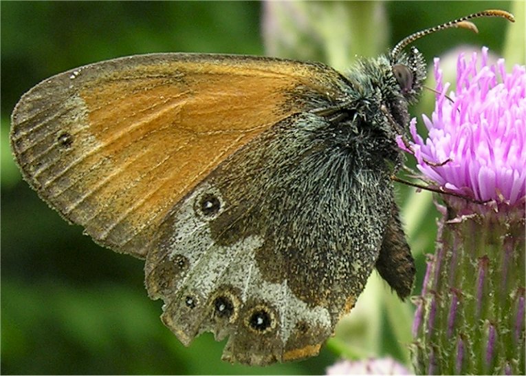 Coenonympha arcania